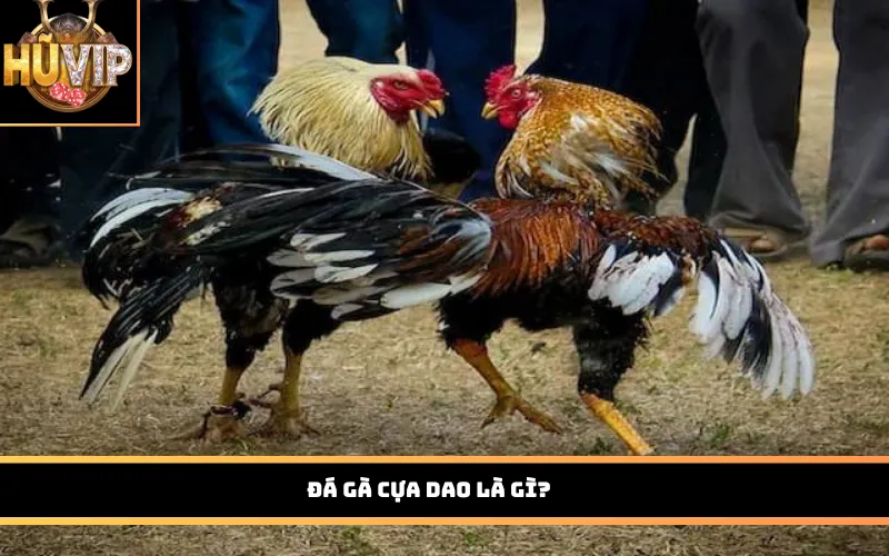 Đá gà cựa dao là gì?