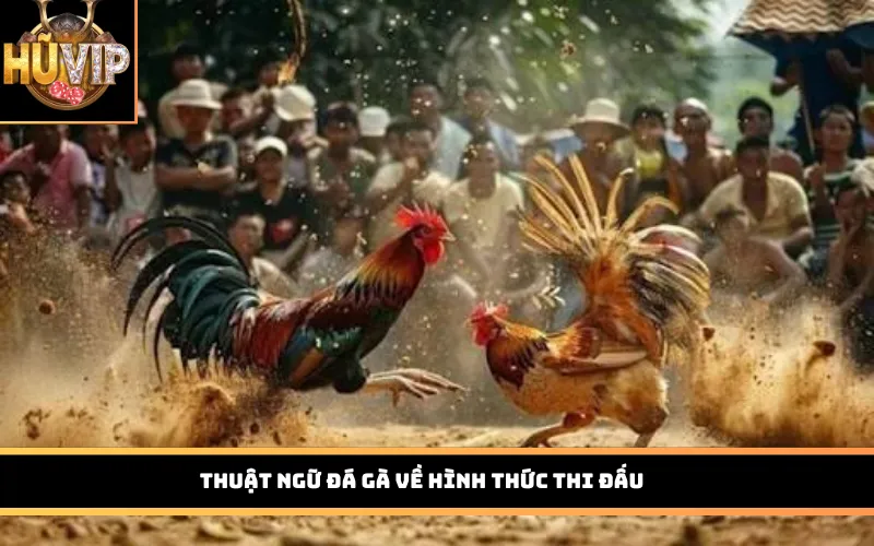Thuật ngữ đá gà về hình thức thi đấu