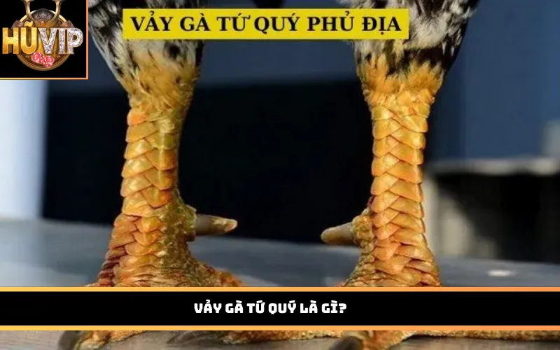 Vảy gà tứ quý là gì?