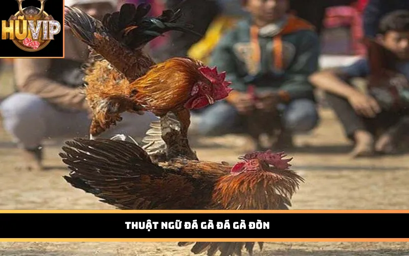 Thuật ngữ đá gà đá gà đòn