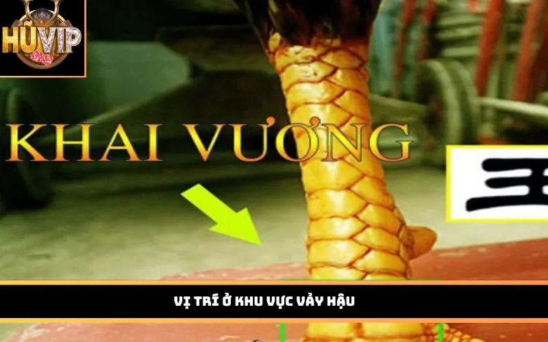 Vị trí ở khu vực vảy hậu