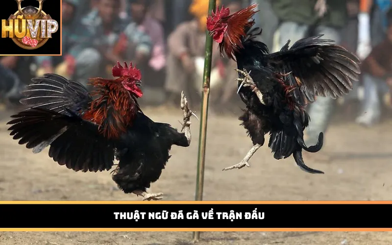 Thuật ngữ đá gà về trận đấu