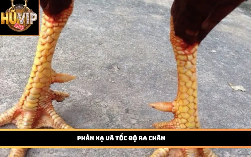 Phản xạ và tốc độ ra chân