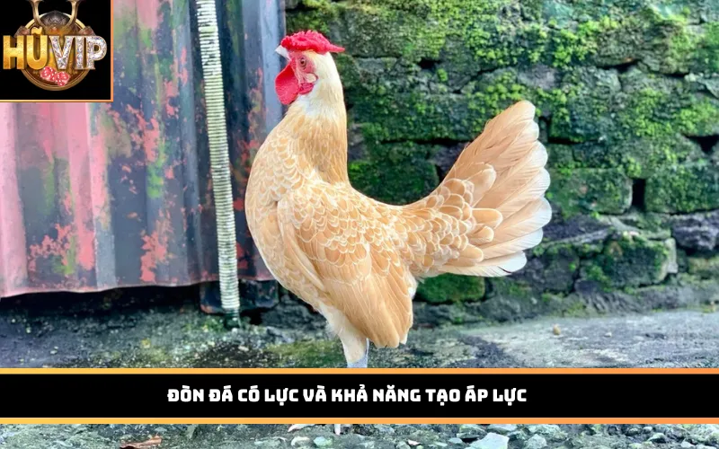 Đòn đá có lực và khả năng tạo áp lực
