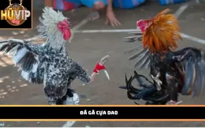 Đá gà cựa dao