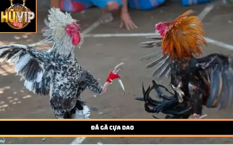 Đá gà cựa dao