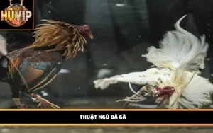 Thuật ngữ đá gà