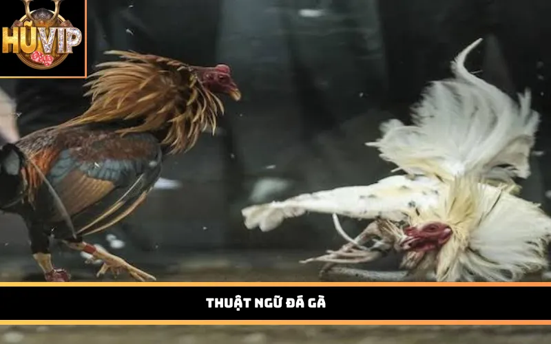 Thuật ngữ đá gà