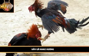 Vảy gà khai vương