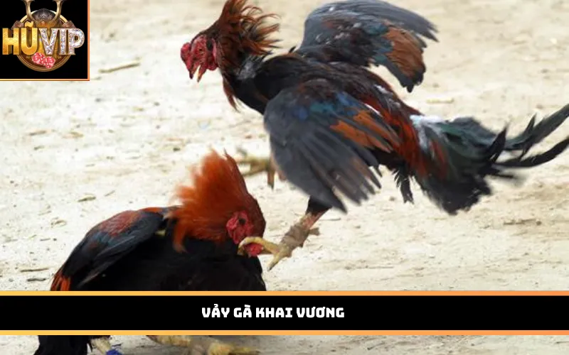 Vảy gà khai vương