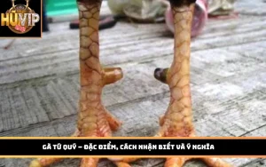 Vảy gà tứ quý
