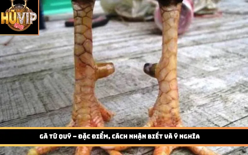 Vảy gà tứ quý